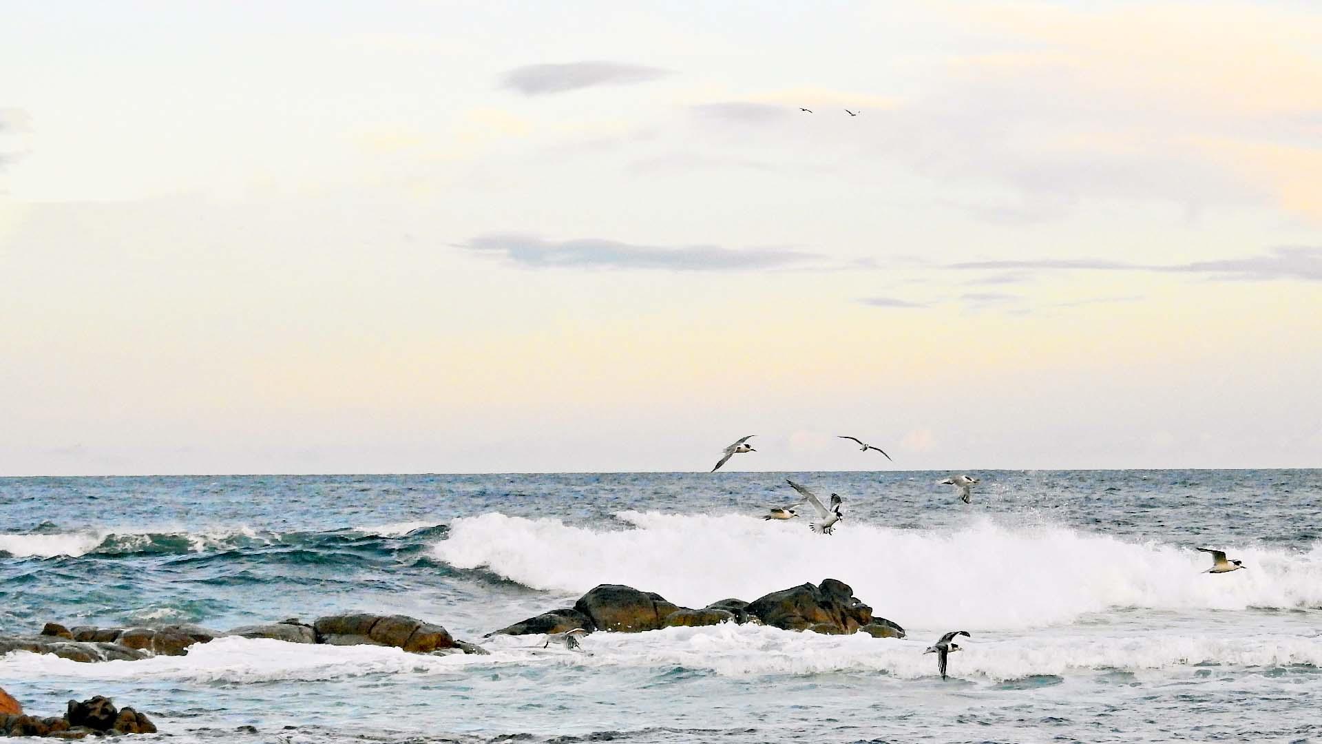Möwen fliegen über Brandung und Felsen an der Küste bei Sonnenuntergang, maritimes Meeresszenario.